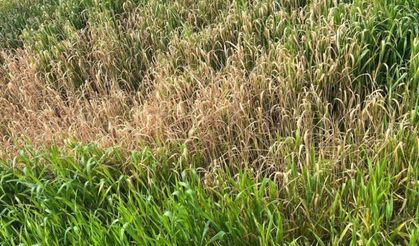 Batman'da çiftçilere kritik "yanlış ilaçlama" uyarısı