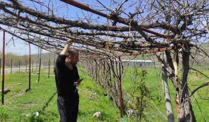 Batman’da hava değişimleri üreticiyi vurdu: Meyve ağaçları zarar gördü