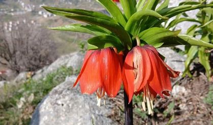 Dağların incisi ters laleler doğayı renklendirdi