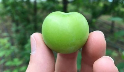 Baharın ilk eriği tezgâhta: Fiyatı dudak uçuklattı