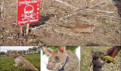 Koku alma yeteneği güçlü fareler patlayıcı tespitinde kullanılıyor