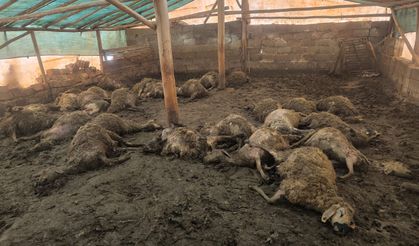 Kurdun girdiği ağılda 40 koyun telef oldu