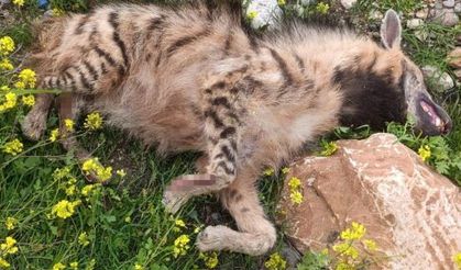 Şanlıurfa'da aracın çarptığı sırtlan telef oldu