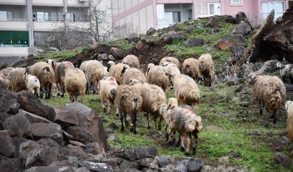 Siverek’te sağanak sonrası derede mahsur kalan çoban ve sürüsü kurtarıldı