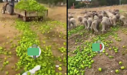 Ticaret Bakanlığı’ndan "biberlerin hayvanlara verildiği görüntüler" açıklaması