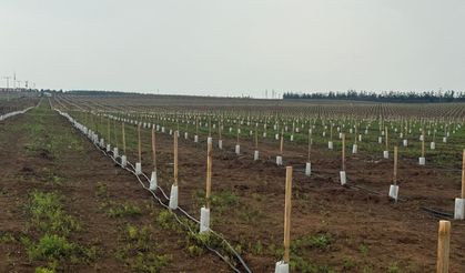 Ceylanpınar'daki dev zeytin plantasyonunda dikimler tamamlandı
