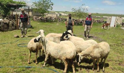 Kaybolan kurbanlıklar dron ile bulundu
