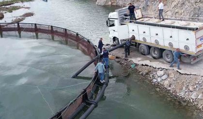 İhraç edilecek somanlar için yavru balıklar suya bırakıldı