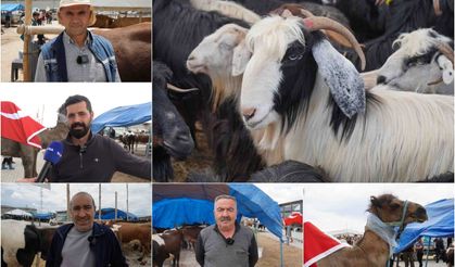 Artan yem fiyatları besicileri zorluyor: Sektör bitme noktasına geldi