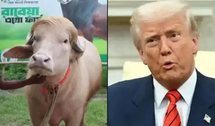 "Donald Trump" adı verilen manda viral oldu!