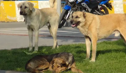 Köpek vahşeti sürüyor: Camiye giden çocuğa 5 köpek saldırdı; Belediyeler duyarsız...