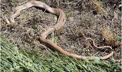 Malatya'da yaklaşık 5 metre uzunluğunda yılan bulundu