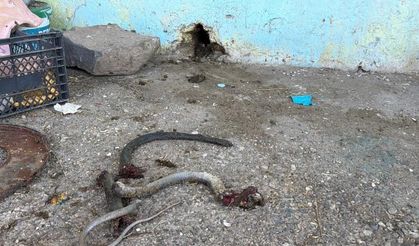 Şanlıurfa'da yılanı vurmak isterken 5 kişiyi yaraladı