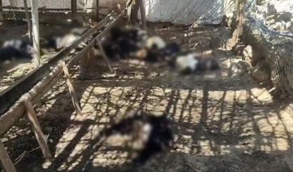 Ağıla giren başıboş köpekler 26 keçiyi telef etti