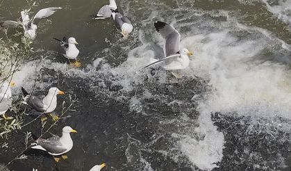 Van Gölü'nde inci kefalinin zorlu göç yolculuğu sürüyor