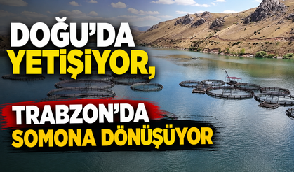 Doğu'da yetişiyor, Trabzon'da somona dönüşüyor