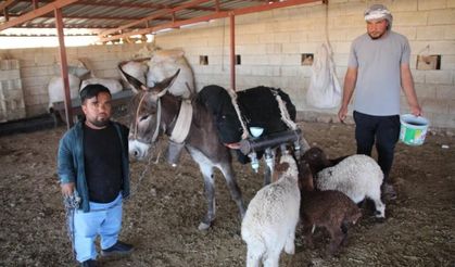 İlginç yöntem: Şanlıurfa'da kuzuları eşekle büyütüyor
