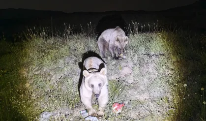 Nemrut Kalderası'nın simgesi ayılar yeniden görüldü