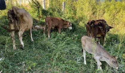 Uçurumdan düşen ineği için gözyaşı döken Ayni teyzeye yardım eli