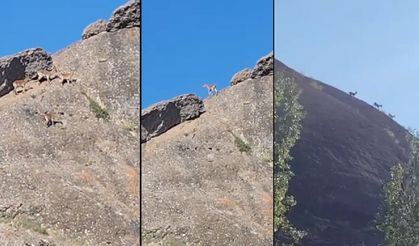Van’da yaban keçileri yerleşim yerinde görüntülendi
