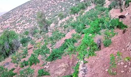 Gercüş'te domuz sürüsü ekili alanlara zarar verdi