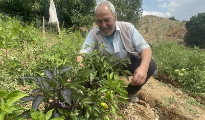 Elazığ'da Meksika ve Peru kökenli mor biber yetiştirdi