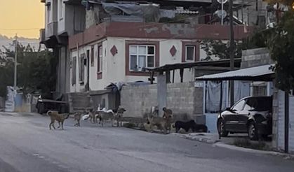 Sokak köpeği sürüsü vatandaşları tedirgin etti