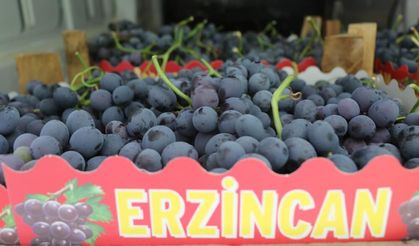 Üreticilerin Cimin Üzümü mesaisi başladı