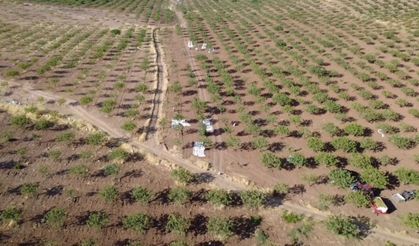 Siirt fıstığında hasat sezonu başladı