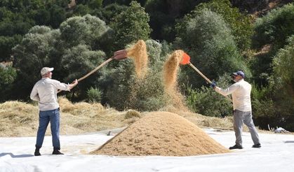 Çeltikli köyünde imece usulü çeltik üretimi: Şeyhciman pirinci nasıl yapılıyor?