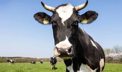 2027 yılı besilik sığır ithalatı için başvurular başlıyor