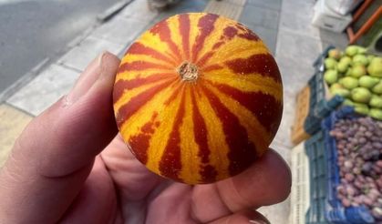 Kokusu da görüntüsü de farklı! Şamama kavunu yeniden tezgahlarda