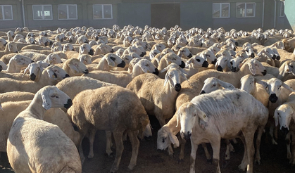 1210 küçükbaş hayvan ihale ile satışa çıkacak