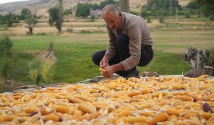 Muş'ta geleneksel mısır hasadı: Mısırlar orakla biçiliyor