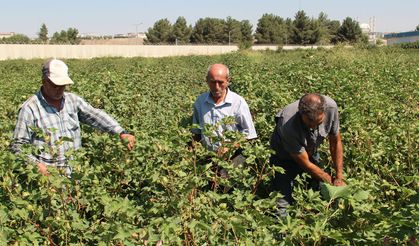 Pamuk üreticilerinden fiyat ve destekleme çağrısı