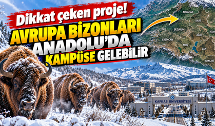 Dikkat çeken proje! Avrupa bizonları Anadolu'da kampüse gelebilir