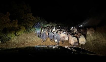 Elazığ'da dağlık alanda mahsur kalan çoban ve 200 küçükbaş hayvan kurtarıldı