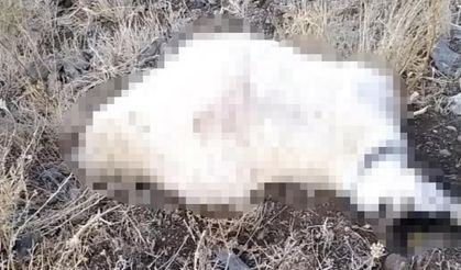 Hakkari'de yaylaya yıldırım düştü! Koyun sürüsünde büyük kayıp