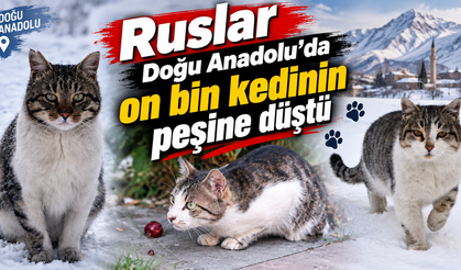 Ruslar Doğu Anadolu'da on bin kedinin peşine düştü