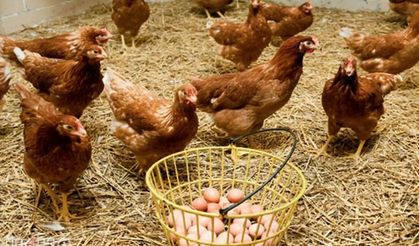 Tavuk eti üretimi ağustosta 237 bin 749 tona yükseldi