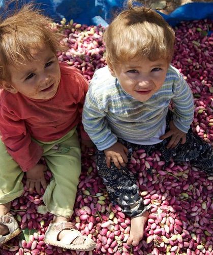 Zeytin ve fıstık işleme tesislerine ihtiyaç artıyor