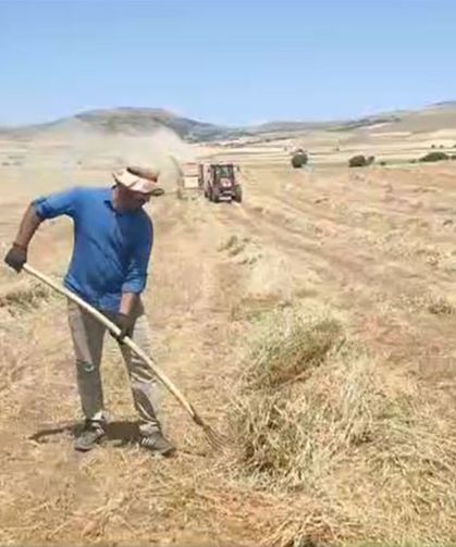 Elazığ Ovası’nda 2025 yılı fiğ hasadı başladı