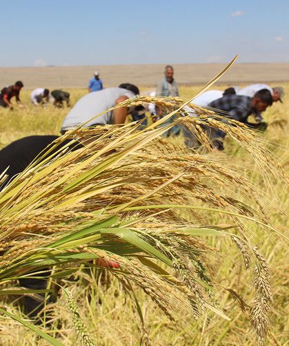 Oraklarla gelen lezzet: Karacadağ pirinci