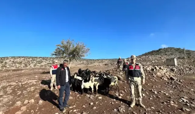 Kilis'te kaybolan küçükbaş hayvanlar bulundu