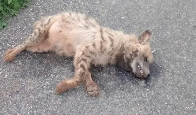 Şanlıurfa'da nesli tükenme tehlikesi altındaki çizgili sırtlan yolda ölü bulundu