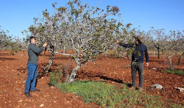 Gaziantepli fıstık üreticileri: Zirai dondan fazla etkilenmedik