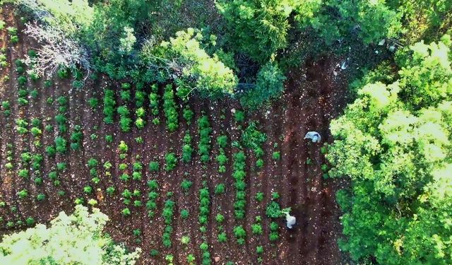 Diyarbakır'da dev operasyon: Milyonlarca kök kenevir ve Skunk ele geçirildi