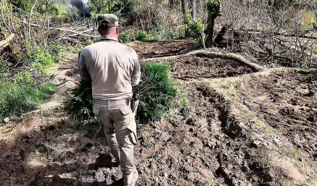 Diyarbakır'da yaklaşık bir buçuk milyon kök Hint keneviri ve kök skunk ele geçirildi