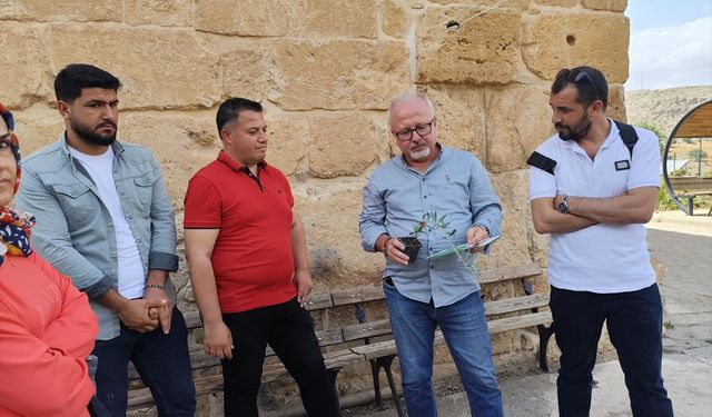 Deyrulzafaran Manastırında zeytin dikim etkinliği