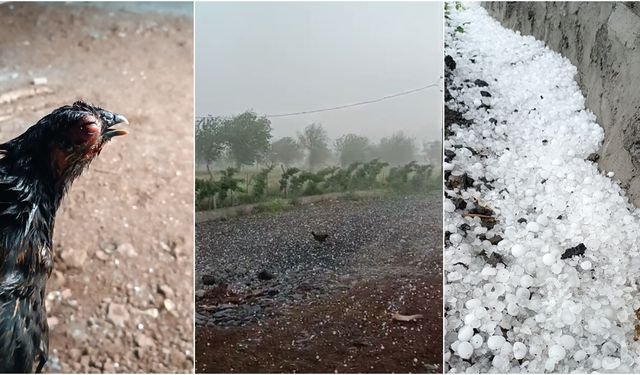 Diyarbakır'daki dolu yağışı hayvanlara zor anlar yaşattı